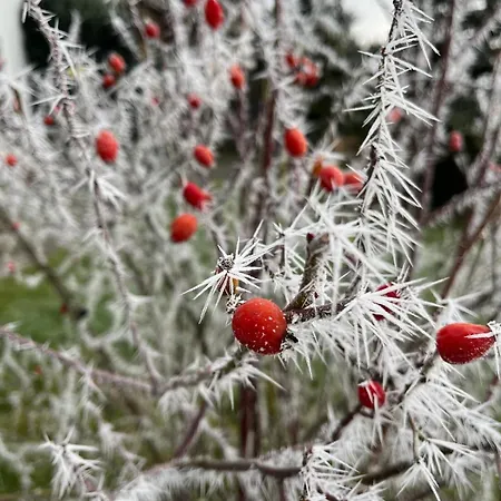 Ebenerdige Im Luftkurort * Dodenau