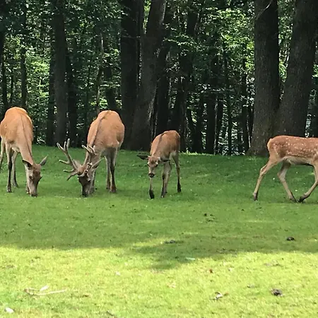 Ebenerdige Im Luftkurort شقة *