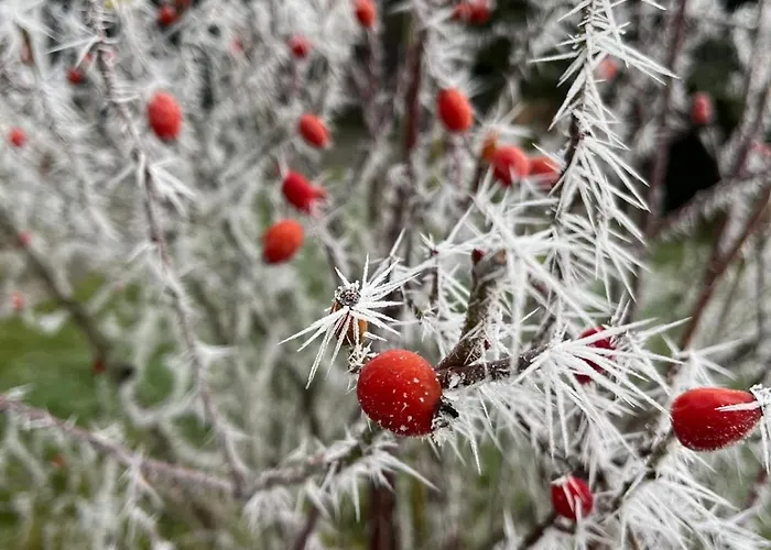 Ebenerdige Im Luftkurort * Dodenau