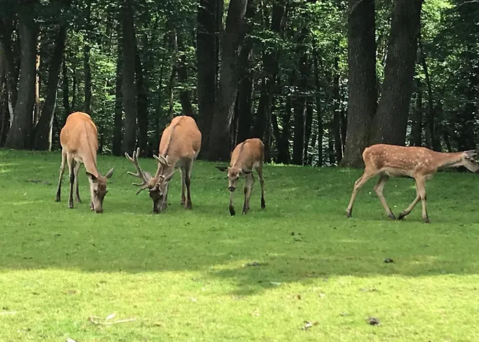Ebenerdige Im Luftkurort شقة *